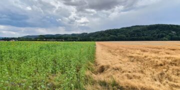 Negocios con propósito: visión de Reino en acción